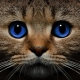 art75's avatar