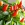 Chilli avatar