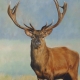 Stag's avatar