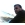 smouaouia avatar