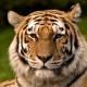 stripedcat07's avatar